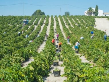 Fruit Picking Jobs in Canada with Visa Sponsorship for 2025