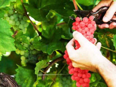 Unskilled Jobs in Canada with Visa Sponsorship